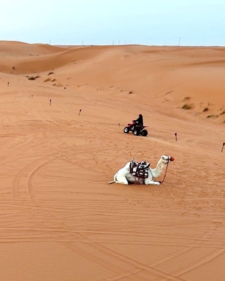 A resting camel and a quad bike rider on the dunes near Riyadh