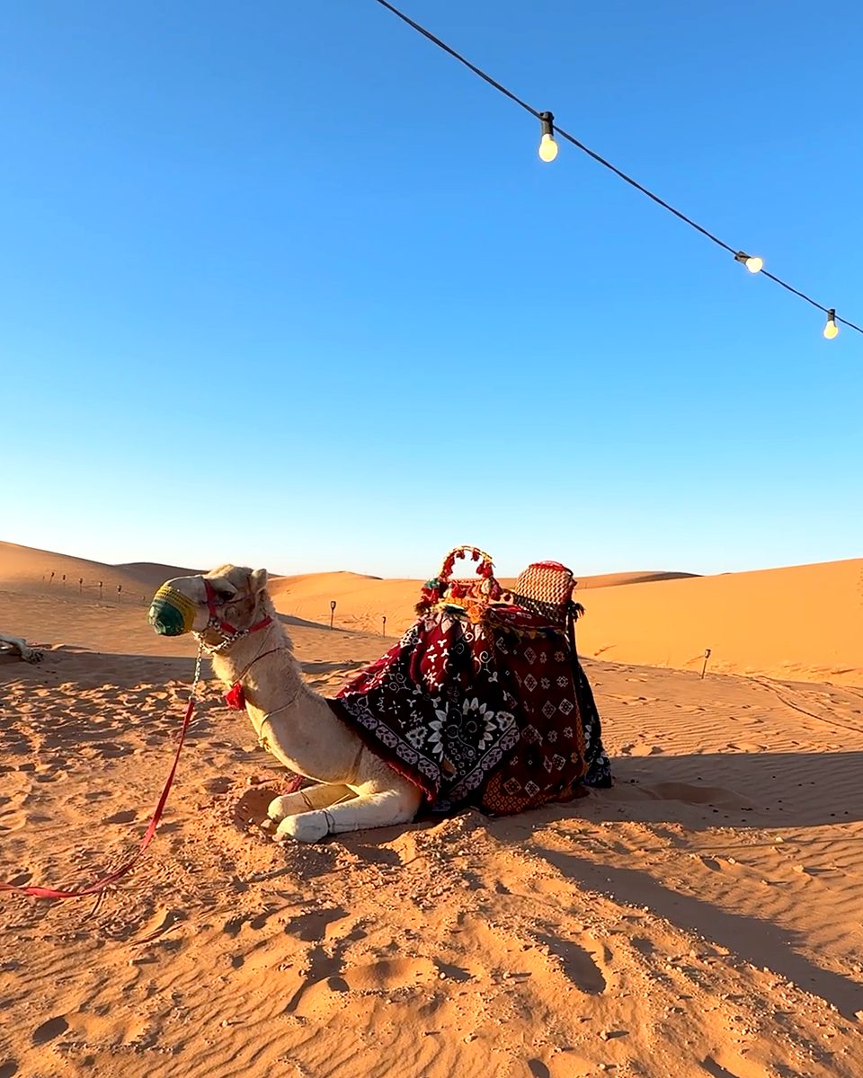 A camel resting on the sand under the camp's string lights